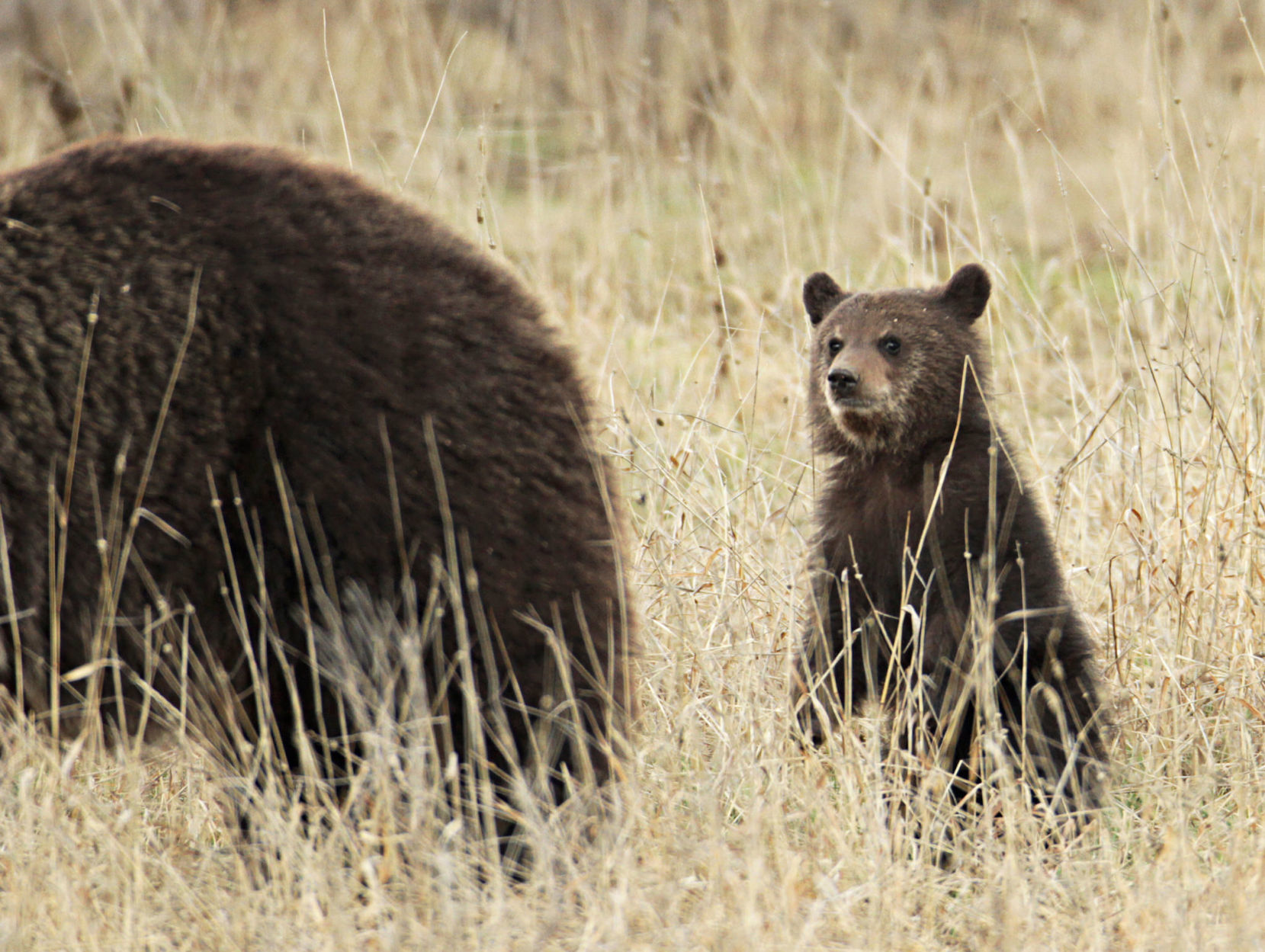 Grizzly cub with sow near Fishing Bridge;